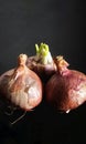 Closeup of three onions on a dark background. Royalty Free Stock Photo