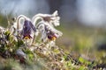 Closeup of pasque flower at sunlight in spring