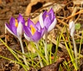 closeup of three purple Crocus and one bud in Spring sunshine Royalty Free Stock Photo