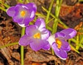 closeup of three purple Crocus in Spring sunshine Royalty Free Stock Photo