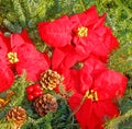 red poinsettia flowers, evergreens, red berries and acorns as Christmas display Royalty Free Stock Photo