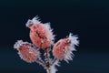 Closeup of three red rose hips growing on branch covered with ice crystals in winter against dark blue background Royalty Free Stock Photo