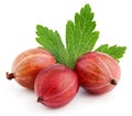 Three red gooseberry berry with leaf on white Royalty Free Stock Photo