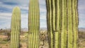 Closeup of Three Saguaros