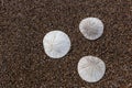 Closeup of three sand dollars arranged in a triangle on a beach in Northern California