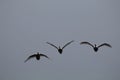 Closeup of three seagulls flying under a Royalty Free Stock Photo