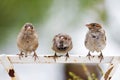 Closeup three sparrows are sitting on an old metal fence against blurred background.