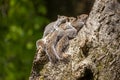 Closeup of three squirrels packed upon each other on tree bark, looking upwards.