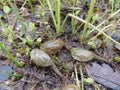 Closeup of three tadpole shrimp (Triops cancriformis) in a pond Royalty Free Stock Photo