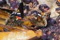 Closeup on three Vanessa atalanta butterflies with closed wings,