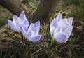 Closeup of three very gentle blue spring crocus Blue Pearl against the background of a brown tree trunk