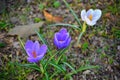 Closeup of three violet crocuses and green grass