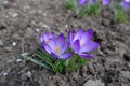Closeup of three violet flowers of Crocus tommasinianus in March Royalty Free Stock Photo