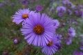 Closeup of three violet flowers of New England asters in October