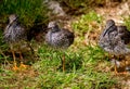 Closeup of three walking small birds with contrasting brown upperparts and white underparts