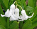 closeup three white perennial Hyacinth flowers, Hyacinthus in Spring