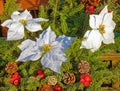 white poinsettia flowers, evergreens, red berries and acorns as Christmas display Royalty Free Stock Photo