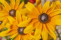 A closeup of three yellow daisies Royalty Free Stock Photo