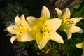 Closeup of three yellow lilies in the summer sunshine Royalty Free Stock Photo