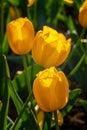 Closeup of three yellow tulips on a green background Royalty Free Stock Photo