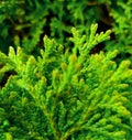 Thuja occidentalis closep. Intensive green color.