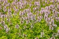 Thymus vulgaris - garden thyme plant in bloom with pink flowers