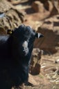 Closeup of tibetan goat