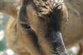 Closeup of a Tibetan goat