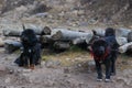 Closeup of Tibetan Mastiff dogs in north China