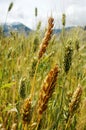 Closeup of tibetan wheat