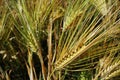 Closeup of tibetan wheat