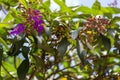 Closeup of tibouchina heteromalla buds on a tree under the sunlight