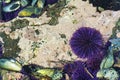 Closeup of tidepool on Oregon Coast Royalty Free Stock Photo