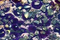 Closeup of Tidepools on Oregon Coast Royalty Free Stock Photo