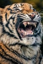 Closeup of a tiger with bared teeth, looking fierce. Royalty Free Stock Photo