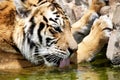 Closeup of Tiger in Captivity Drinking Water, Royalty Free Stock Photo