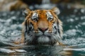 closeup tiger enjoys swimming in clean water a pond