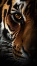Closeup tiger eye, portrait of animal on dark background.