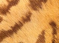 closeup of tiger fur with beautiful stripes real texture of animal pelt Royalty Free Stock Photo