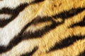 Closeup of tiger fur with beautiful stripes Royalty Free Stock Photo