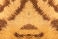 closeup of tiger fur with beautiful stripes real texture of animal pelt Royalty Free Stock Photo