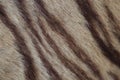 Closeup of tiger fur Royalty Free Stock Photo