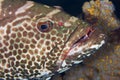 Closeup of a Tiger Grouper - Cozumel Royalty Free Stock Photo