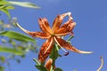 Closeup of a tiger lily, Lilium lancifolium in San Gabriel Park, Texas