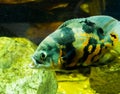 Closeup of a tiger oscar fish, a tropical aquarium pet from the ocean of south America Royalty Free Stock Photo