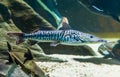 Closeup of a tiger sorubim, tropical long whiskered catfish from the amazon basin of America