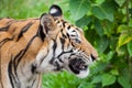 Closeup tiger in the zoo