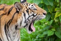 Closeup tiger in the zoo