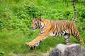 Closeup tiger in the zoo