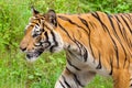 Closeup tiger in the zoo